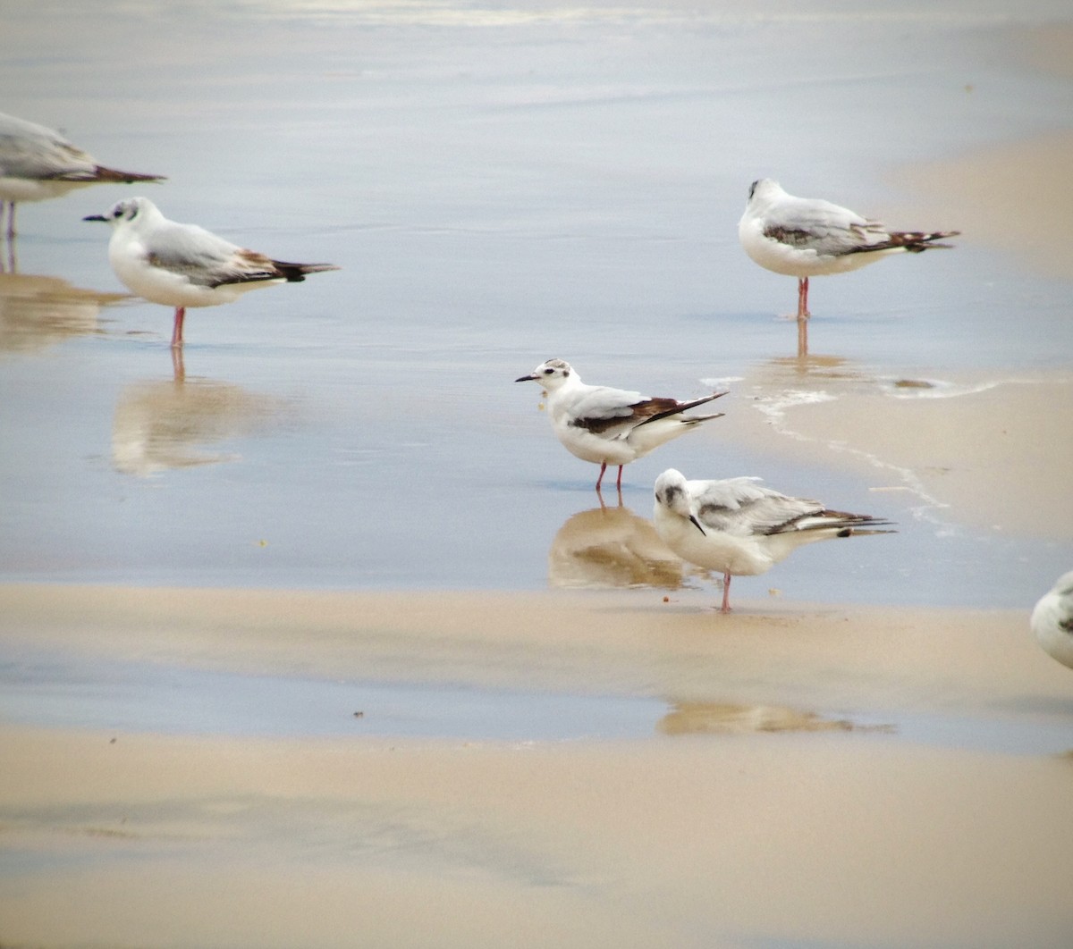 Little Gull - ML149568951