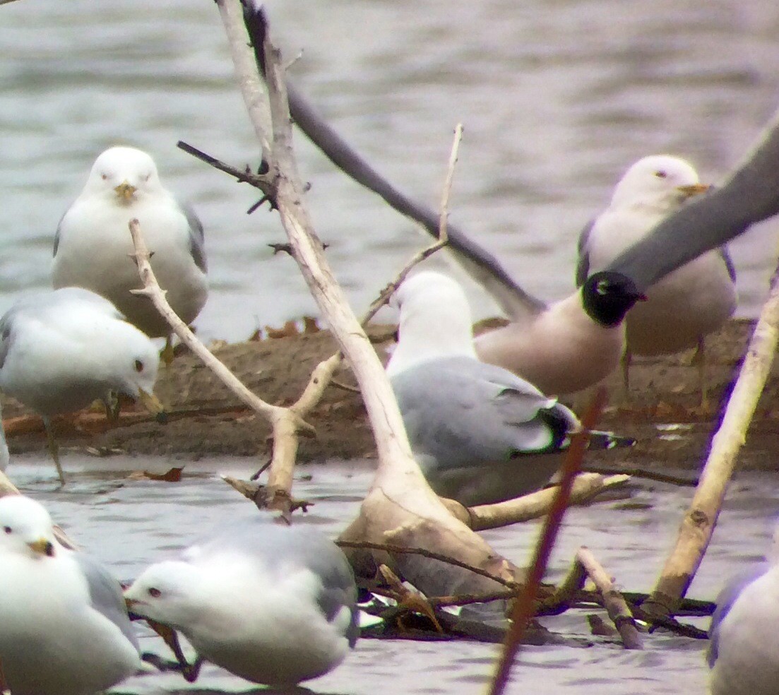 Franklin's Gull - ML149568971