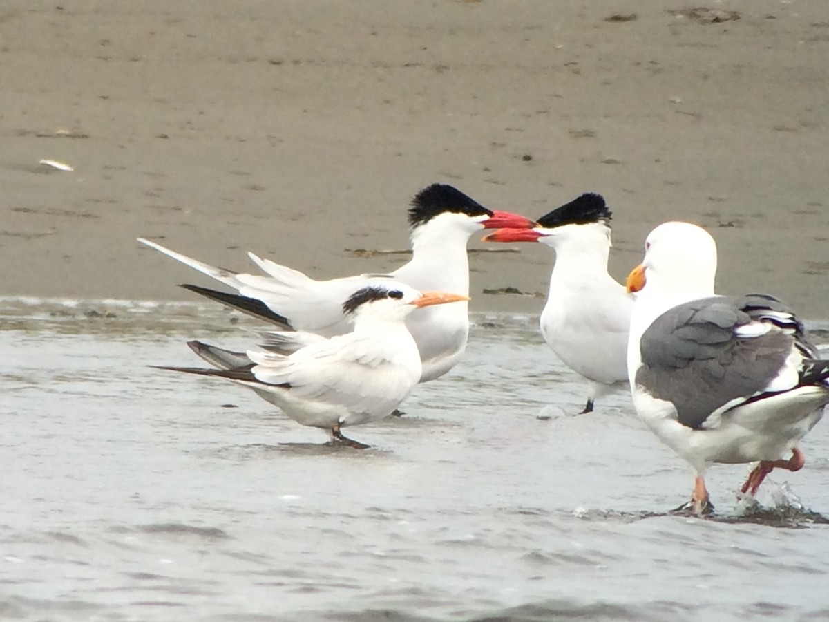 Royal Tern - ML149569011