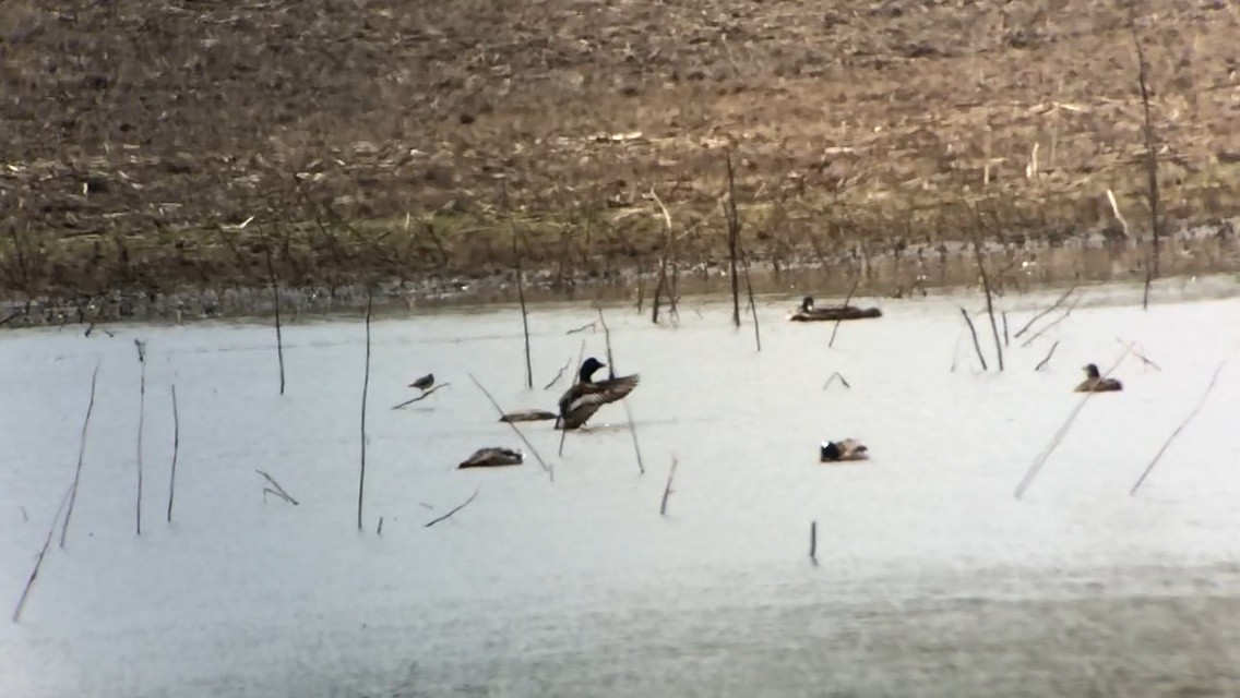 Greater Scaup - ML149569041