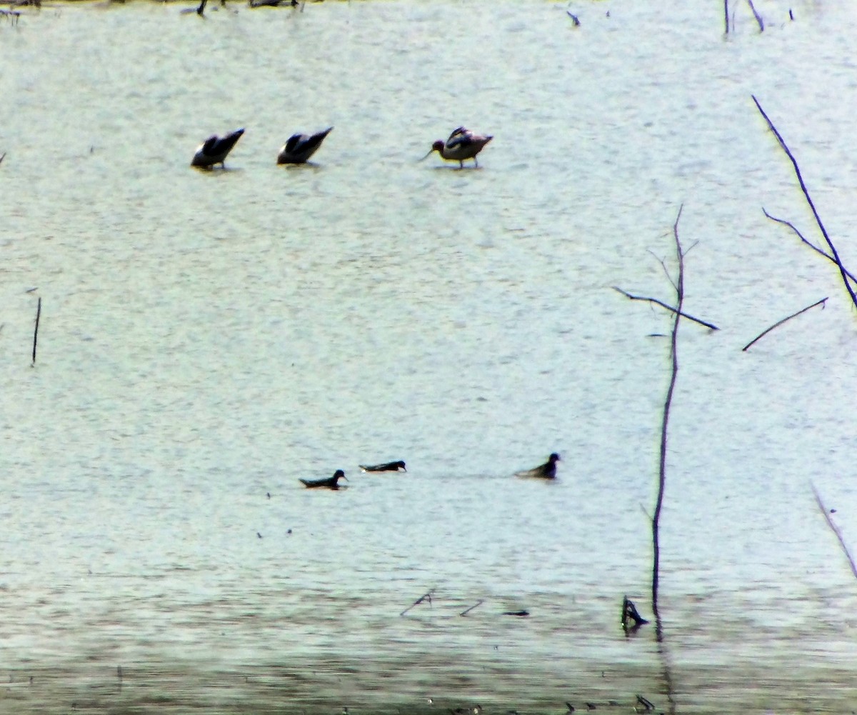 American Avocet - ML149569051