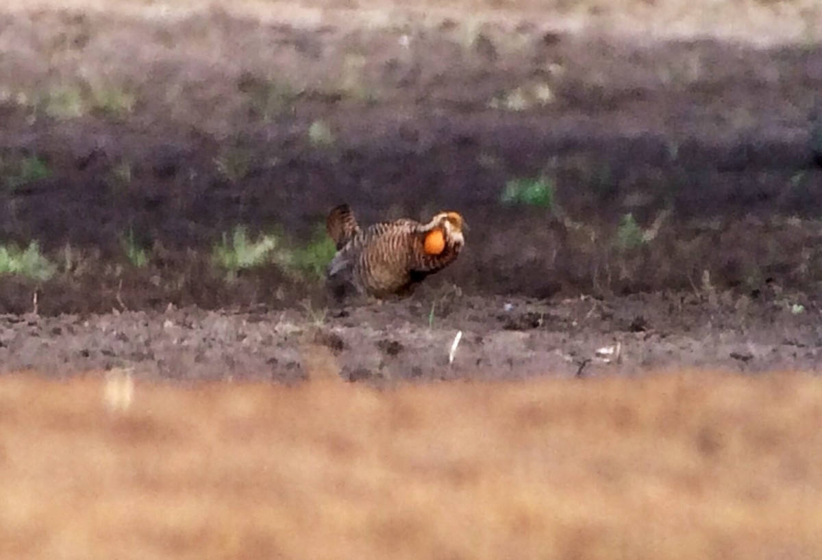 Greater Prairie-Chicken - ML149569071