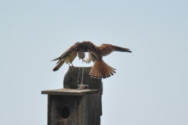 American Kestrel - John C