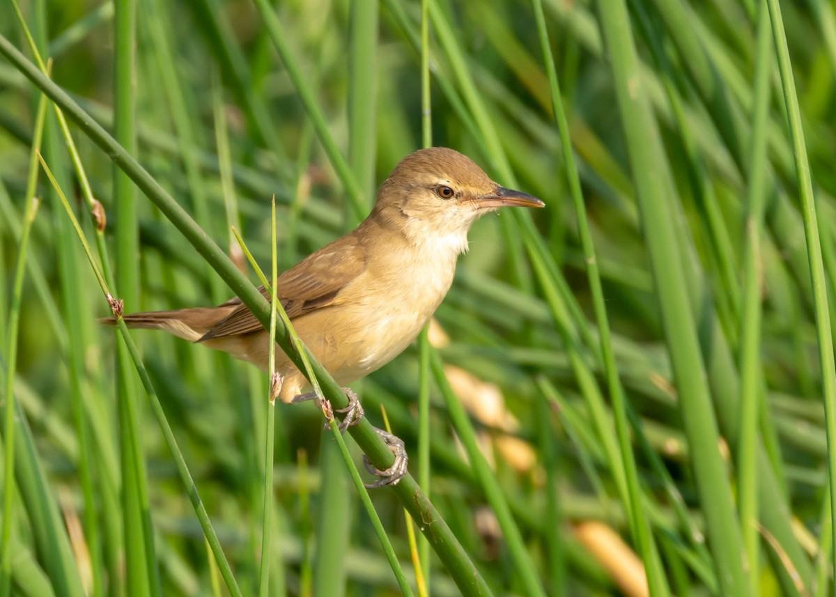 Clamorous Reed Warbler - ML149569911