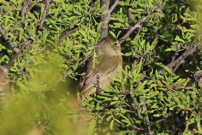 Orange-crowned Warbler - ML149573101