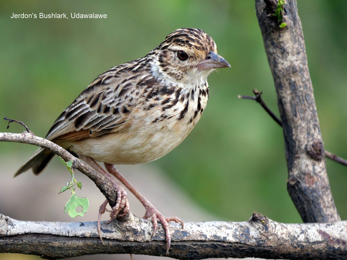 Jerdon's Bushlark - Peter Edmonds