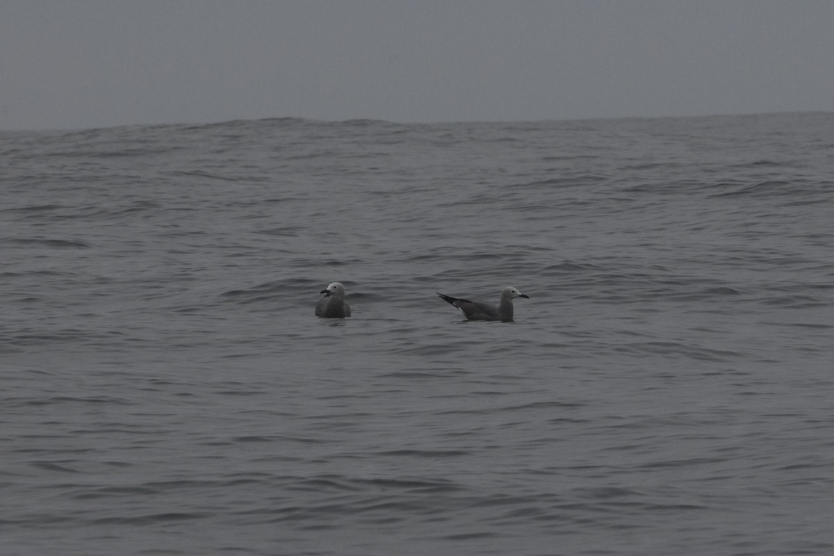 Gray Gull - ML149575961