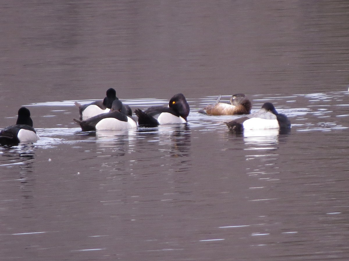 Ring-necked Duck - Jerry Smith