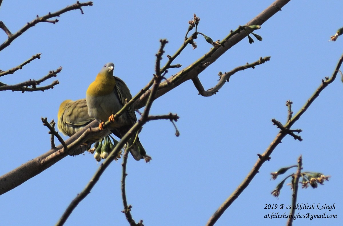 Yellow-footed Green-Pigeon - ML149576371