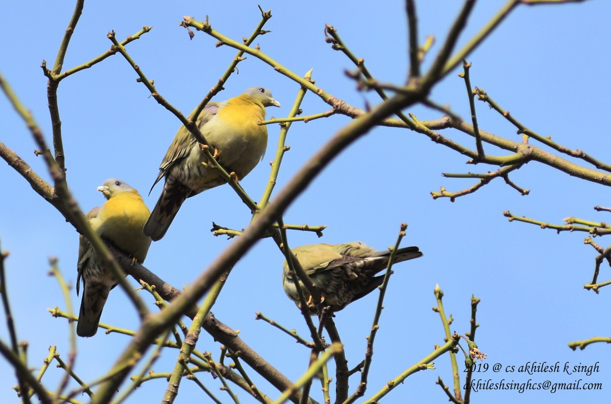 Yellow-footed Green-Pigeon - ML149576381