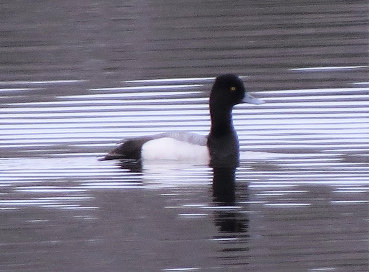 Lesser Scaup - Jerry Smith