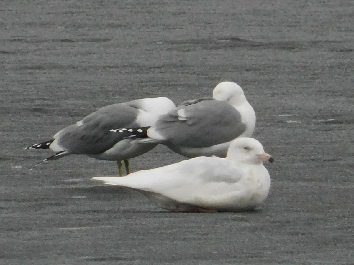 Glaucous Gull - ML149576681