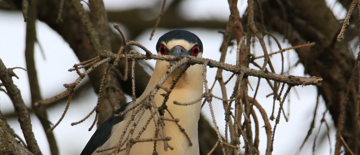 Black-crowned Night Heron - Jeff Holmes