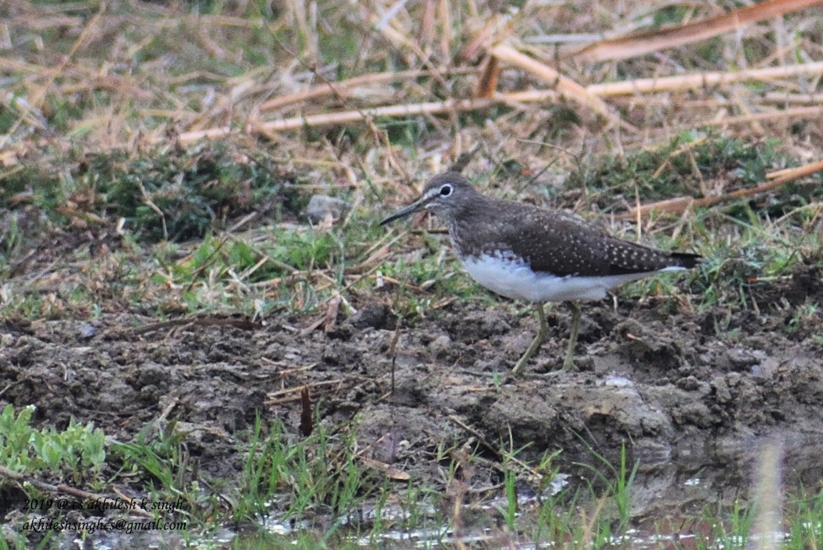 Green Sandpiper - ML149579261