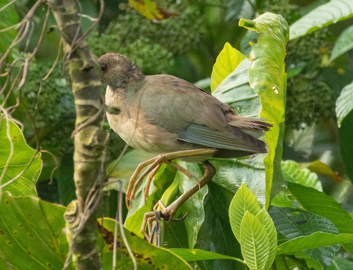 Purple Gallinule - ML149579491