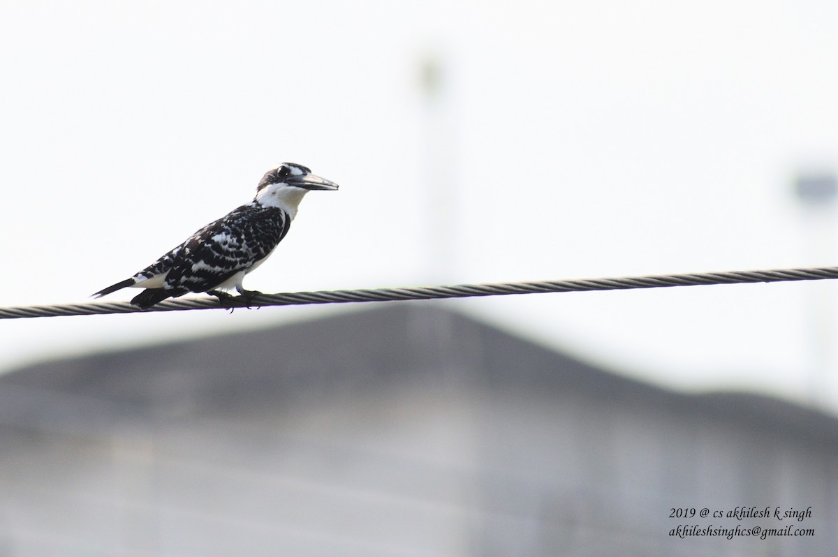 Pied Kingfisher - ML149579671