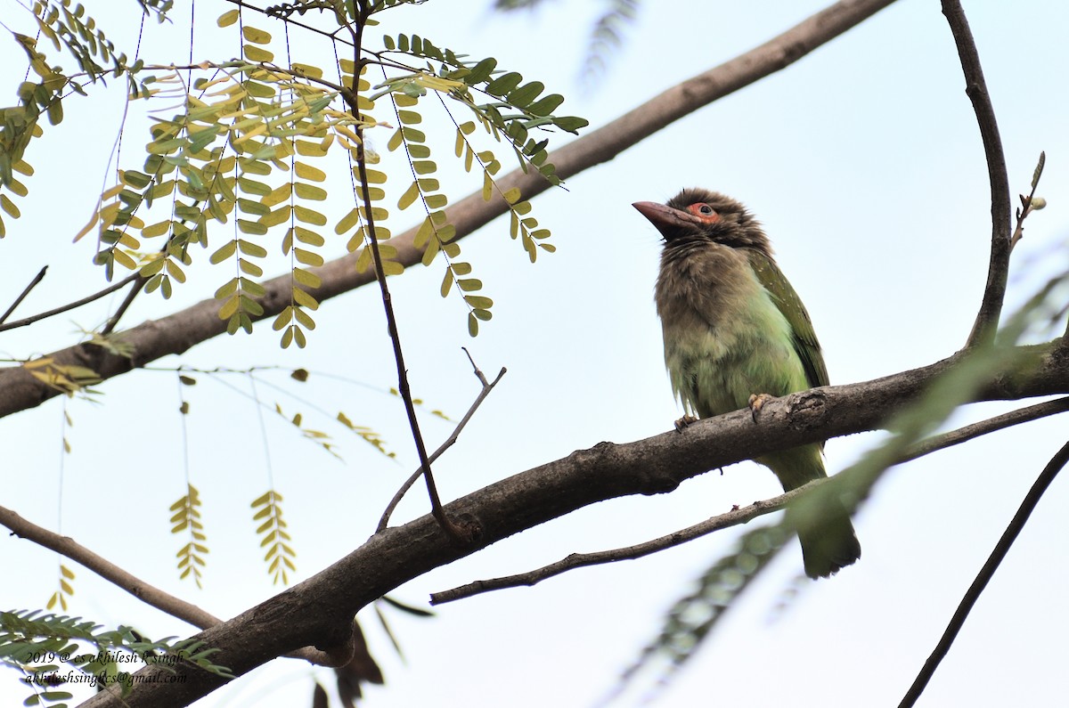 Brown-headed Barbet - ML149579881