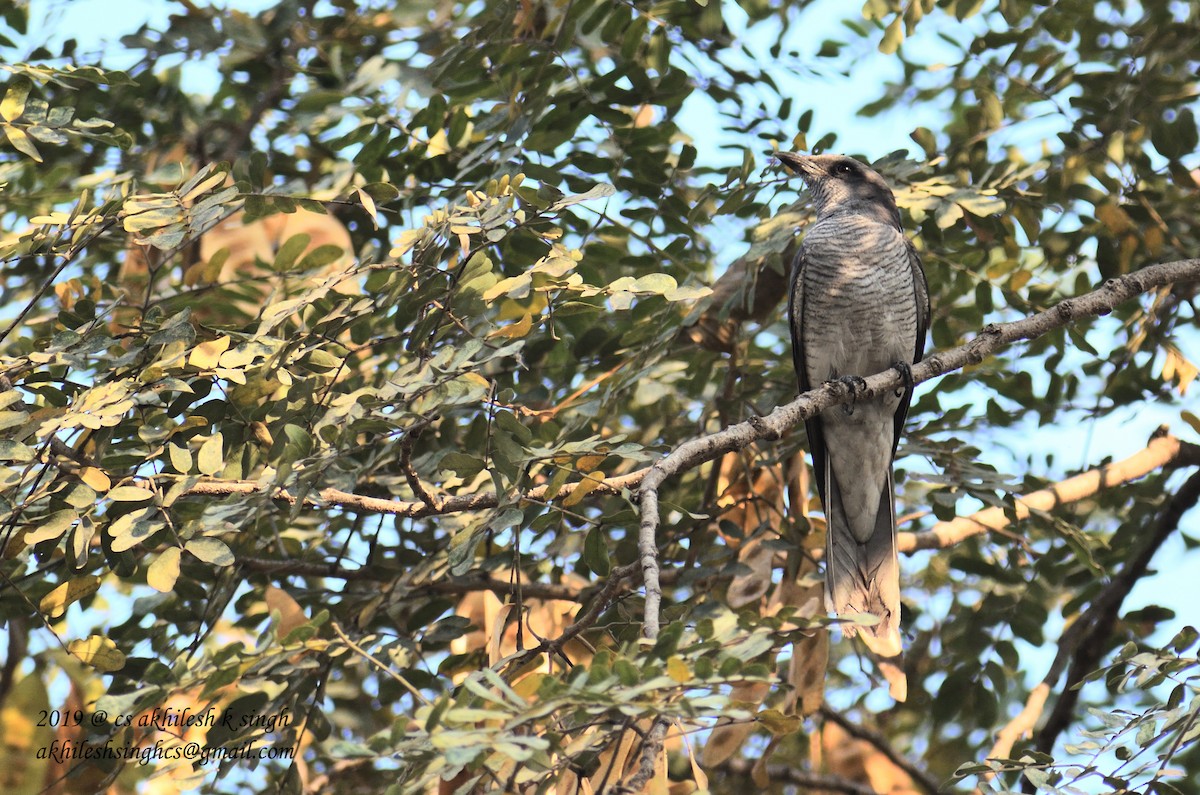 Indian Cuckooshrike - ML149580211