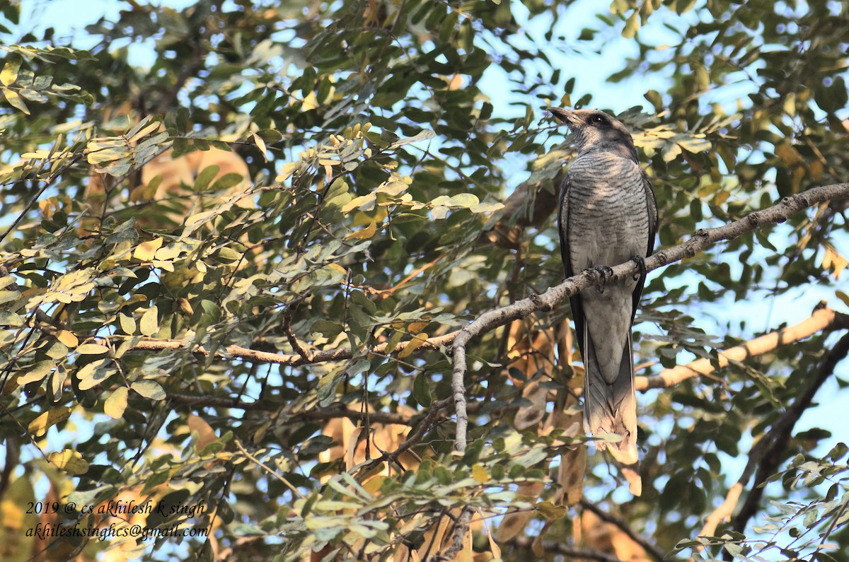 Large Cuckooshrike - ML149580211