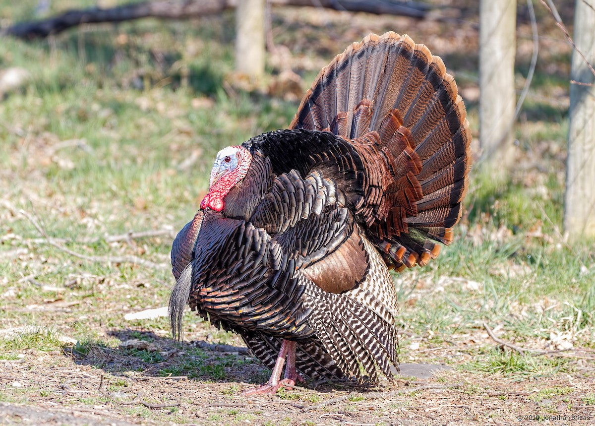 Wild Turkey - ML149580861