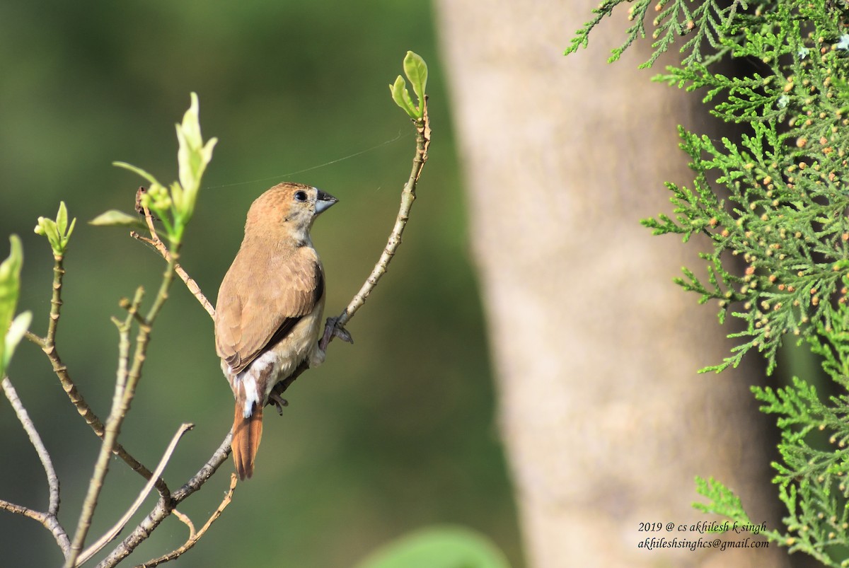 Indian Silverbill - ML149580881