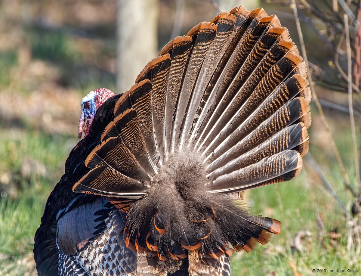 Wild Turkey - ML149580961