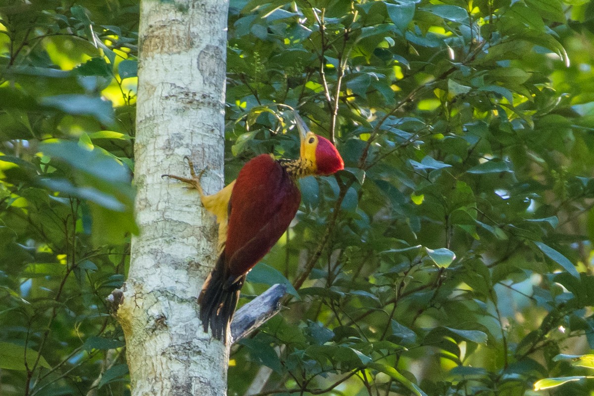 Yellow-faced Flameback - Louis Bevier