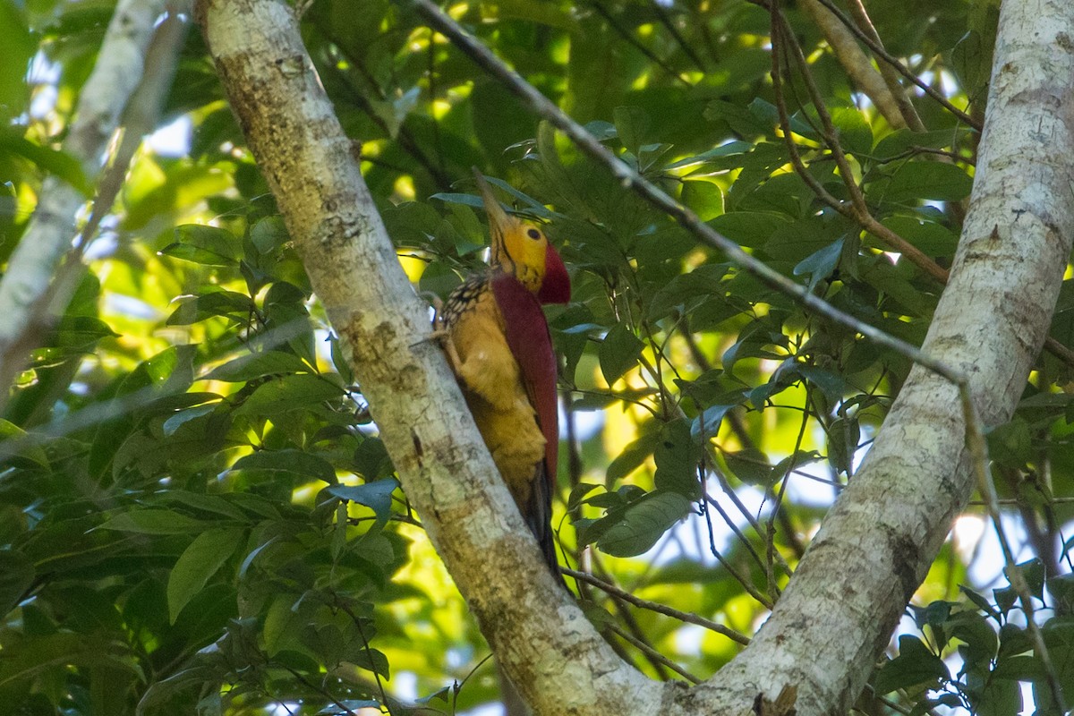 Yellow-faced Flameback - Louis Bevier