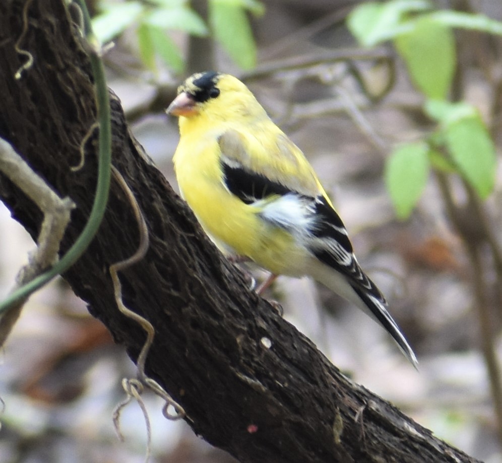 American Goldfinch - ML149582381