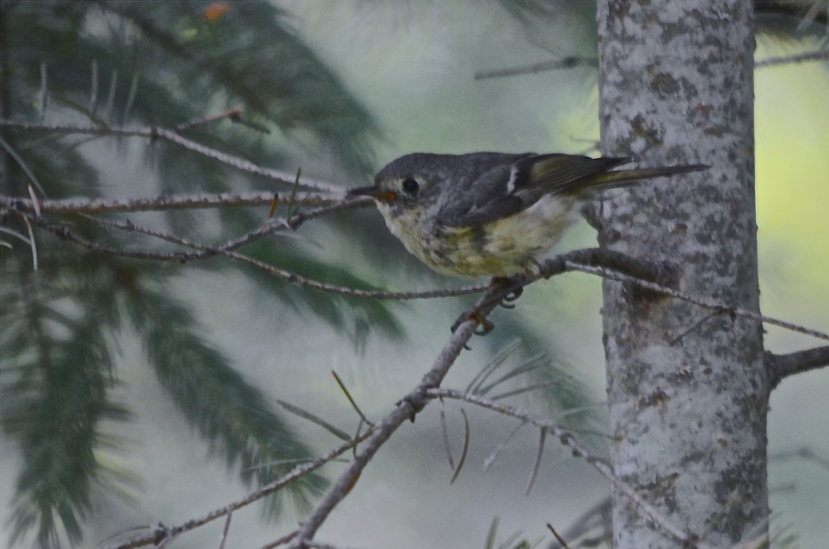 Ruby-crowned Kinglet - Roger Beardmore