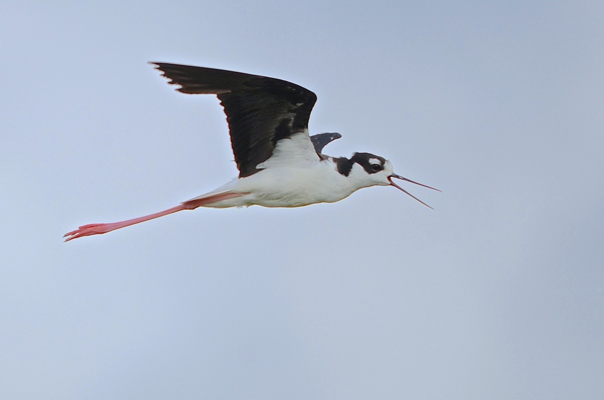 Black-necked Stilt - ML149582711