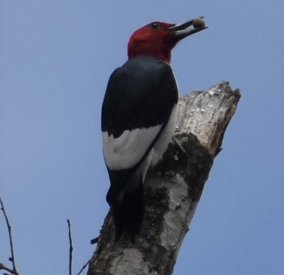 Pic à tête rouge - ML149583361