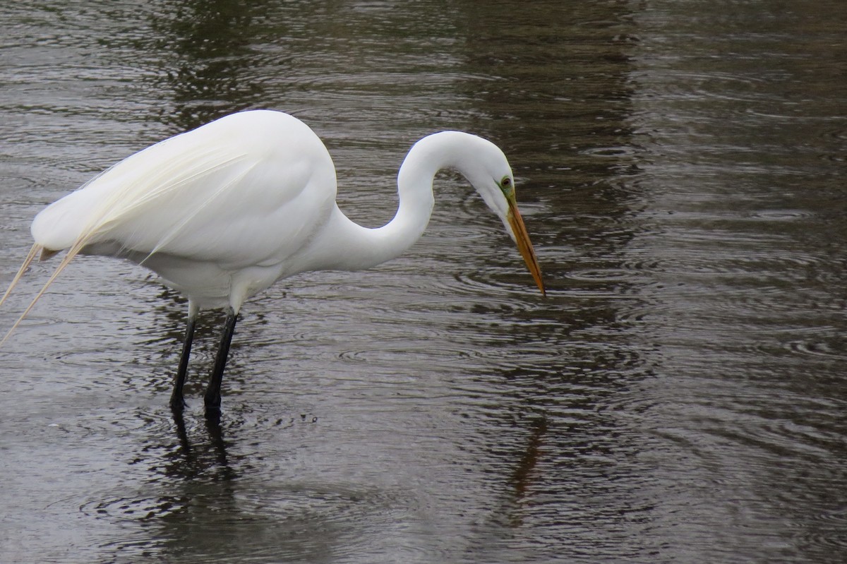 Great Egret - ML149584321