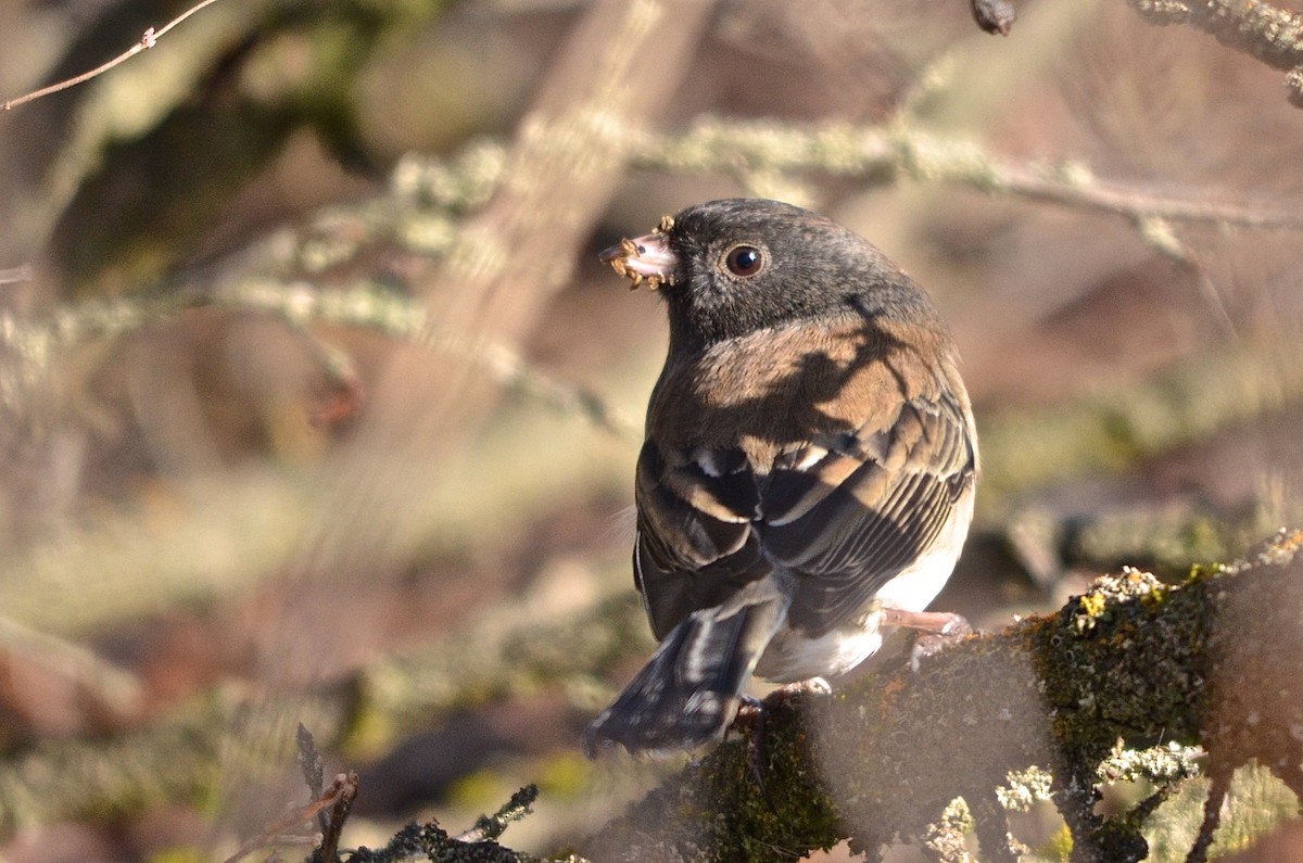 Dark-eyed Junco - Roger Beardmore