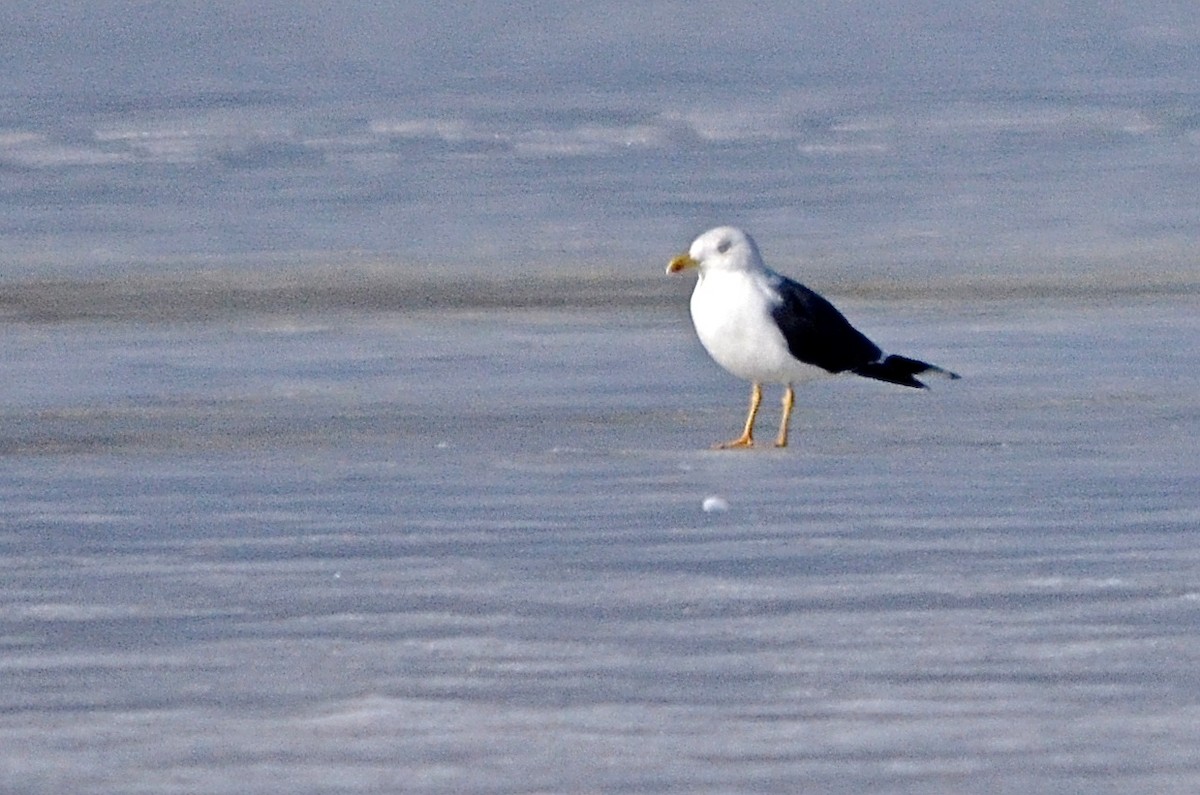 Lesser Black-backed Gull - ML149585761