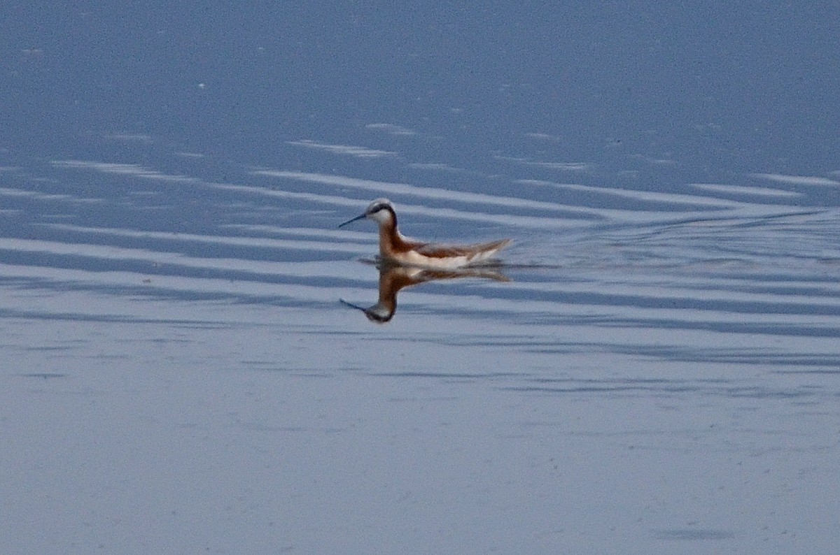 Falaropo Tricolor - ML149586031