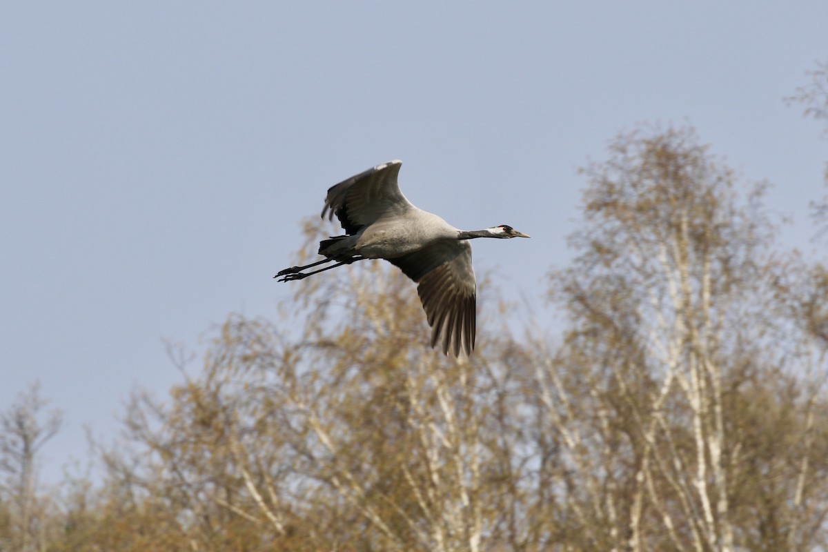 Common Crane - ML149587661