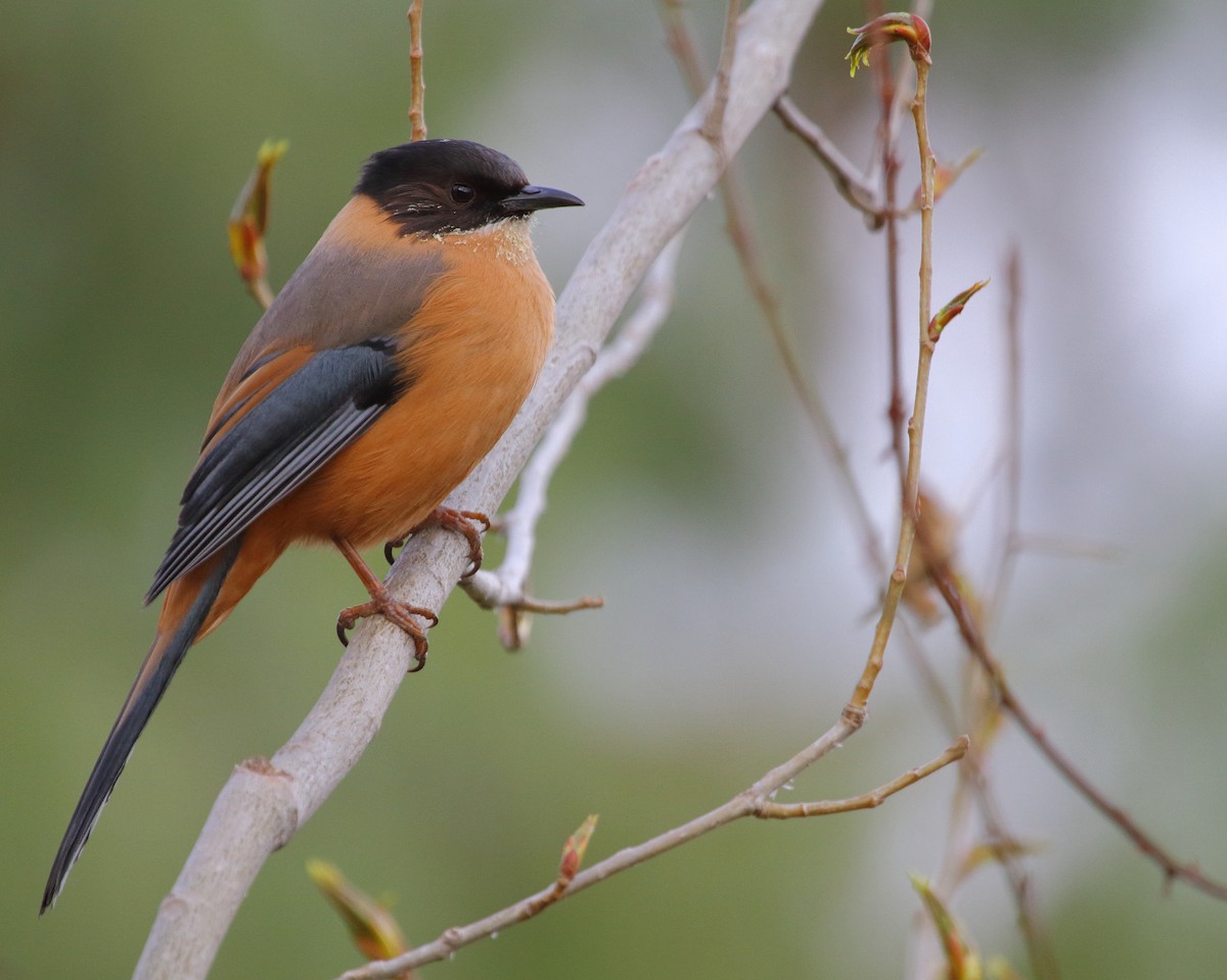 Rufous Sibia - Rohit Gupta