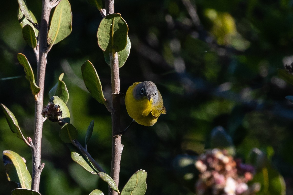 Nashville Warbler - ML149589221