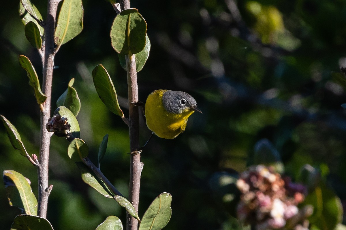 Nashville Warbler - ML149589241