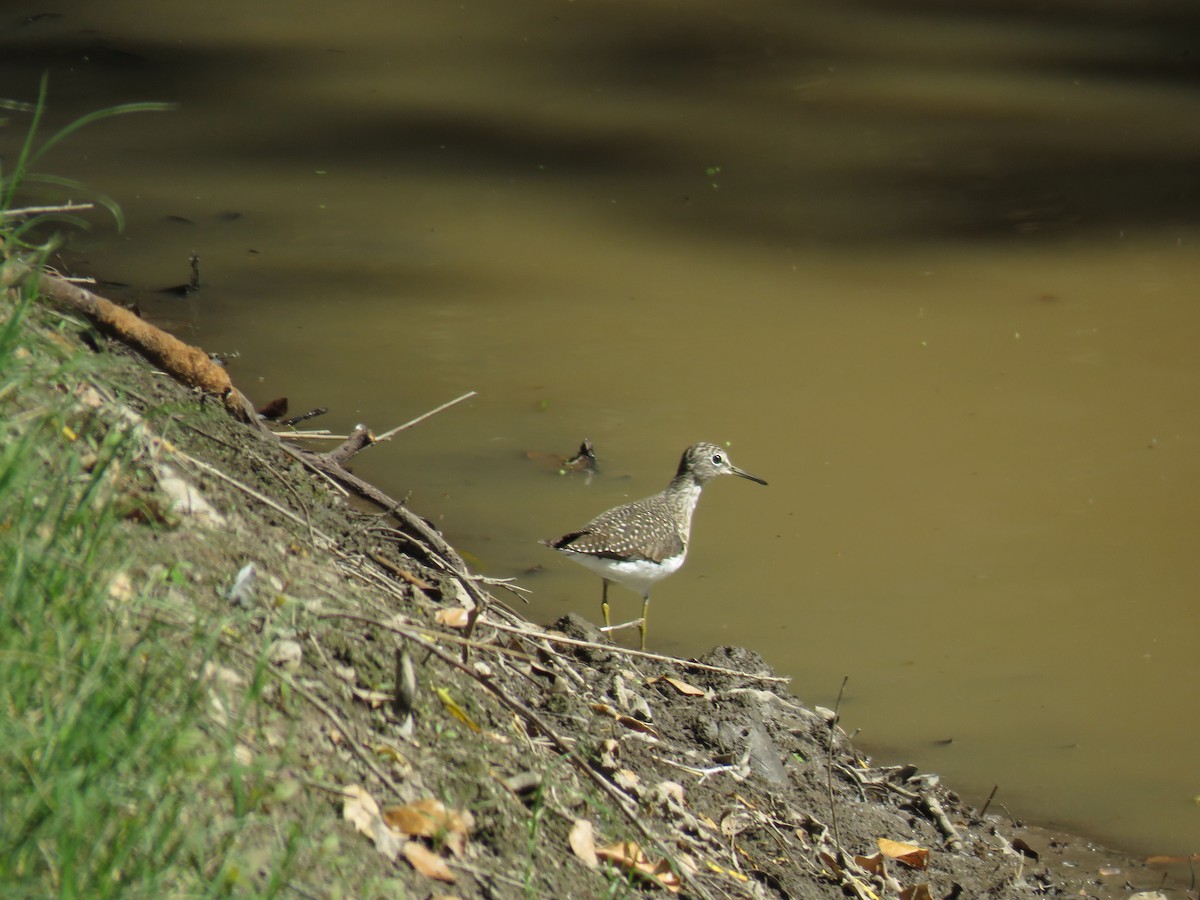 Solitary Sandpiper - ML149590171