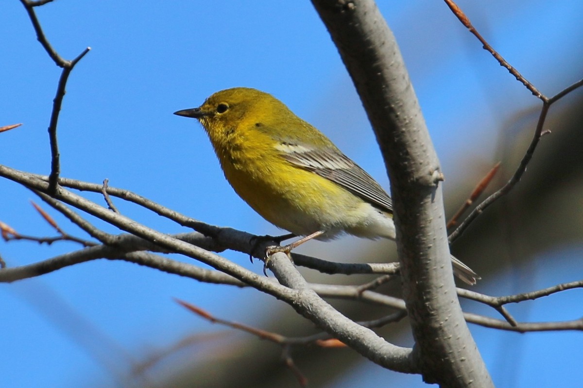 Pine Warbler - ML149590301