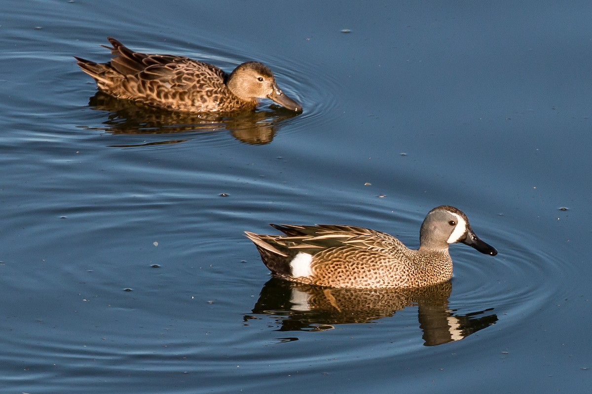 Blue-winged Teal - ML149590331