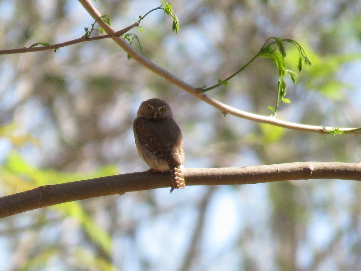 Ferruginous Pygmy-Owl - Mike Hearell