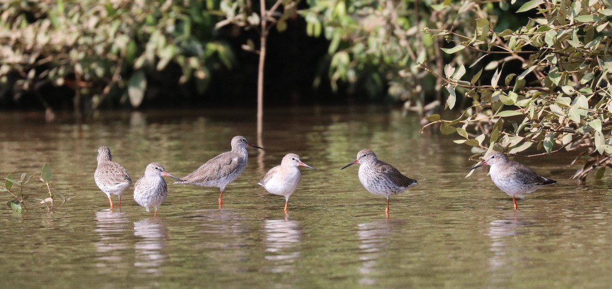 Spotted Redshank - Loch Kilpatrick