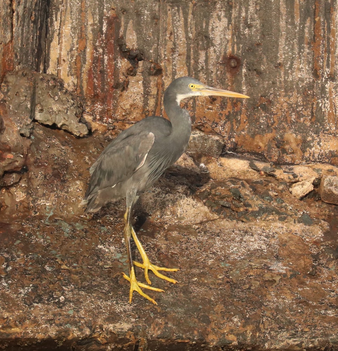 Western Reef-Heron - ML149592411