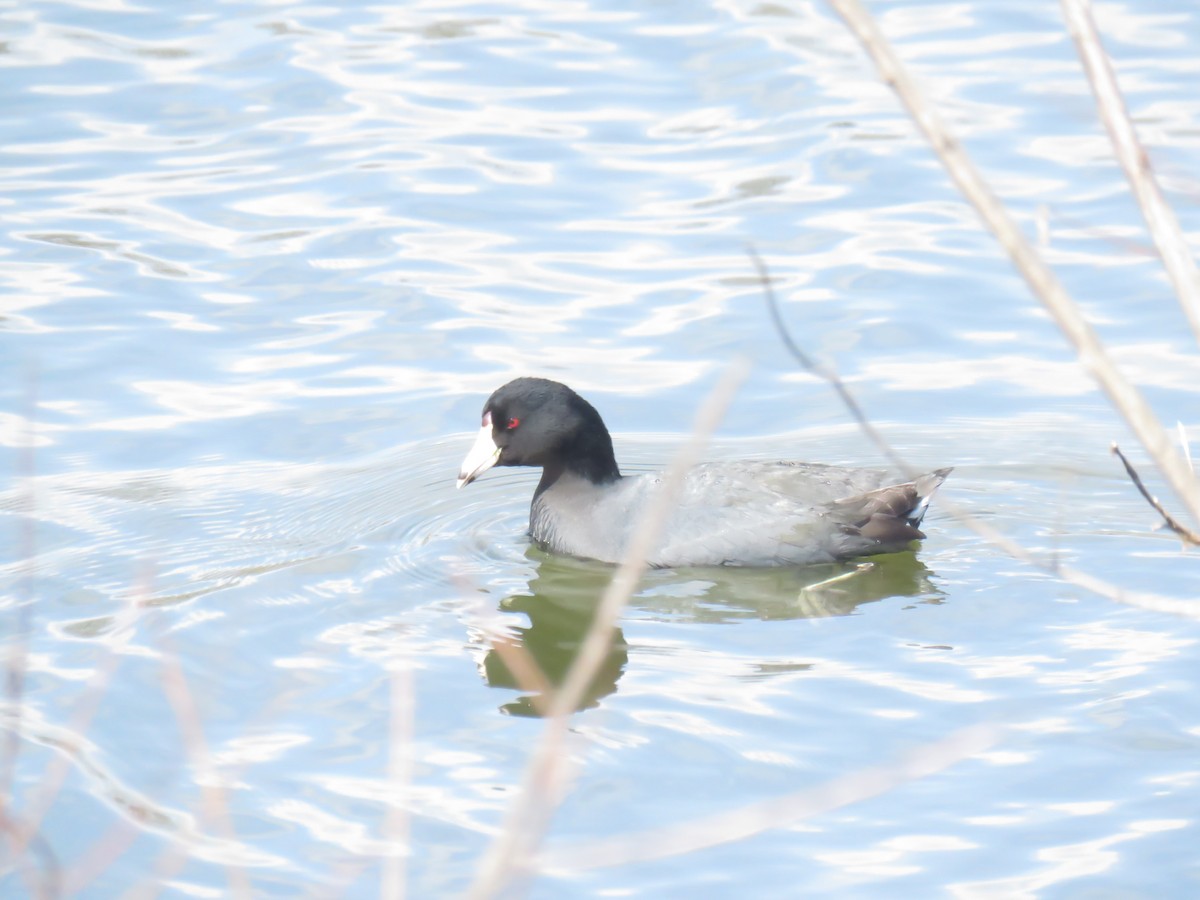 American Coot - ML149592811