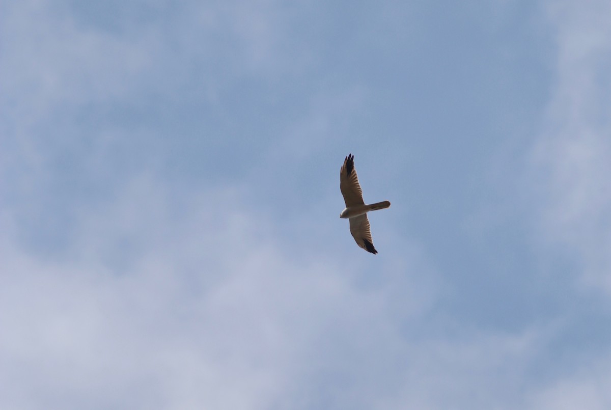 Pallid Harrier - ML149593141