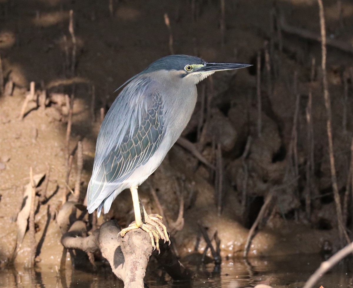 Striated Heron - ML149593261