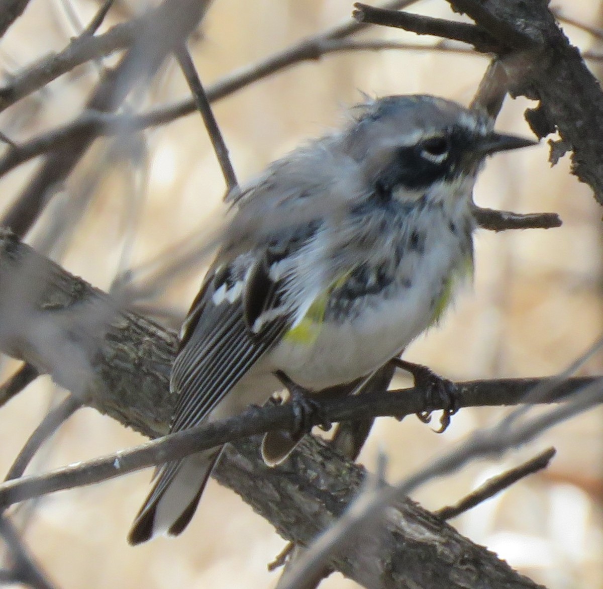 Yellow-rumped Warbler - ML149593761